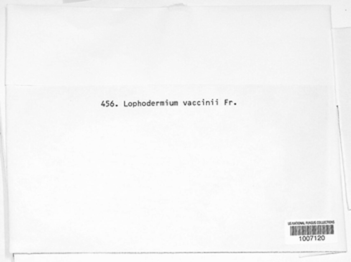 Lophodermium vaccinii image